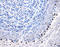 Ribosomal Protein S6 Kinase A1 antibody, AF892, R&D Systems, Immunohistochemistry frozen image 