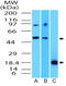 SRY-Box 11 antibody, TA337213, Origene, Western Blot image 