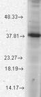 ATPase Family AAA Domain Containing 1 antibody, GTX42026, GeneTex, Western Blot image 