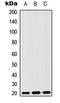 Mitochondrial Ribosomal Protein S25 antibody, LS-C368426, Lifespan Biosciences, Western Blot image 
