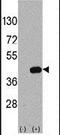 WNT Inhibitory Factor 1 antibody, PA5-12300, Invitrogen Antibodies, Western Blot image 