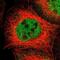 Nuclear Receptor Subfamily 3 Group C Member 1 antibody, NBP1-89733, Novus Biologicals, Immunocytochemistry image 