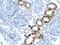 Eukaryotic Translation Initiation Factor 2 Alpha Kinase 2 antibody, 31-078, ProSci, Western Blot image 