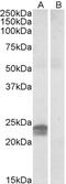 Calponin 2 antibody, 42-116, ProSci, Enzyme Linked Immunosorbent Assay image 