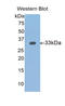 Slit Guidance Ligand 1 antibody, LS-C296456, Lifespan Biosciences, Western Blot image 