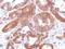 Complement C4-A antibody, NBP2-14893, Novus Biologicals, Immunohistochemistry frozen image 