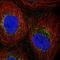 Phosphoribosyl Pyrophosphate Synthetase 2 antibody, HPA067599, Atlas Antibodies, Immunofluorescence image 