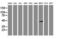 Vasodilator Stimulated Phosphoprotein antibody, LS-C172720, Lifespan Biosciences, Western Blot image 