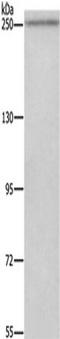 WNK Lysine Deficient Protein Kinase 3 antibody, TA350767, Origene, Western Blot image 