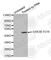 Glycogen Synthase Kinase 3 Beta antibody, AP0261, ABclonal Technology, Western Blot image 