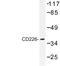 CD226 Molecule antibody, LS-C177323, Lifespan Biosciences, Western Blot image 