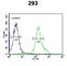 Armadillo Repeat Containing 5 antibody, abx032505, Abbexa, Western Blot image 