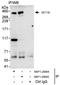 SET Domain Containing 1B, Histone Lysine Methyltransferase antibody, NBP1-28684, Novus Biologicals, Immunoprecipitation image 