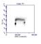 PCNA antibody, A300-276A, Bethyl Labs, Flow Cytometry image 