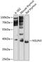 NOP2/Sun RNA Methyltransferase 3 antibody, 14-687, ProSci, Western Blot image 
