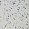 Retinol Binding Protein 4 antibody, 14-460, ProSci, Immunohistochemistry paraffin image 