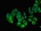 Transportin 3 antibody, orb53523, Biorbyt, Immunofluorescence image 