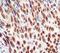 Cyclin B1 antibody, LS-C348413, Lifespan Biosciences, Immunohistochemistry frozen image 