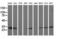 Adenylate Kinase 3 antibody, LS-C175792, Lifespan Biosciences, Western Blot image 