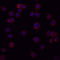 Endoglin antibody, AF1097, R&D Systems, Immunofluorescence image 