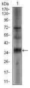 Sex Determining Region Y antibody, MA5-17181, Invitrogen Antibodies, Western Blot image 