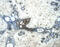 Glypican 3 antibody, AF2119, R&D Systems, Immunohistochemistry paraffin image 