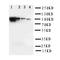 ADAM Metallopeptidase Domain 19 antibody, LS-C313502, Lifespan Biosciences, Western Blot image 