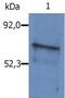 BLNK antibody, LS-C46080, Lifespan Biosciences, Western Blot image 
