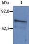 SLP-65 antibody, LS-C46080, Lifespan Biosciences, Western Blot image 