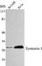 Syndecan Binding Protein antibody, A02475-1, Boster Biological Technology, Western Blot image 