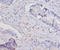 Interleukin 15 antibody, A52376-100, Epigentek, Immunohistochemistry paraffin image 