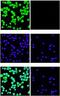 ER lumen protein retaining receptor antibody, orb67363, Biorbyt, Immunofluorescence image 