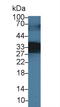 Secretagogin, EF-Hand Calcium Binding Protein antibody, LS-C373519, Lifespan Biosciences, Western Blot image 