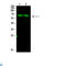 Cell Division Cycle 73 antibody, LS-C813485, Lifespan Biosciences, Western Blot image 