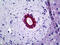 Keratin 8 antibody, 51-824, ProSci, Immunohistochemistry paraffin image 