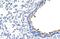 Zinc Finger Protein 16 antibody, PA5-41520, Invitrogen Antibodies, Immunohistochemistry frozen image 