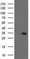 THAP Domain Containing 6 antibody, TA800245BM, Origene, Western Blot image 