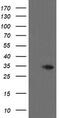 THAP Domain Containing 6 antibody, TA800245BM, Origene, Western Blot image 