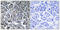 MOB Kinase Activator 3C antibody, GTX34082, GeneTex, Immunohistochemistry paraffin image 
