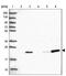 RNA Polymerase II Subunit G antibody, PA5-62714, Invitrogen Antibodies, Western Blot image 