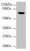 WD repeat-containing and planar cell polarity effector protein fritz homolog antibody, orb241140, Biorbyt, Western Blot image 