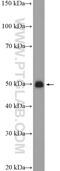 General Transcription Factor IIA Subunit 1 antibody, 21381-1-AP, Proteintech Group, Western Blot image 