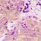Sedoheptulokinase antibody, GTX55280, GeneTex, Immunohistochemistry paraffin image 