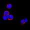 TNF Superfamily Member 11 antibody, NB100-56512, Novus Biologicals, Immunofluorescence image 