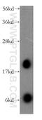 Cornichon Family AMPA Receptor Auxiliary Protein 3 antibody, 13144-1-AP, Proteintech Group, Western Blot image 