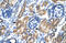 Heat Shock Transcription Factor 2 Binding Protein antibody, 28-202, ProSci, Immunohistochemistry paraffin image 