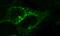Atypical Chemokine Receptor 3 antibody, PA3-069, Invitrogen Antibodies, Immunocytochemistry image 