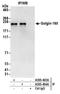Golgin subfamily A member 3 antibody, A303-403A, Bethyl Labs, Immunoprecipitation image 