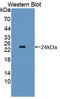 Twisted Gastrulation BMP Signaling Modulator 1 antibody, LS-C373403, Lifespan Biosciences, Western Blot image 