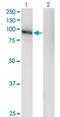 Leucine Rich Repeat Containing 4C antibody, MA5-22402, Invitrogen Antibodies, Western Blot image 